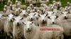 Sheepish on Live Exports.