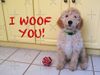 Bosun the Wonder Dog