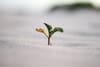 Personal Growth and Self-Improvement