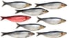 Albo's Red Herrings