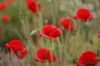 Remembering our fallen this Wednesday